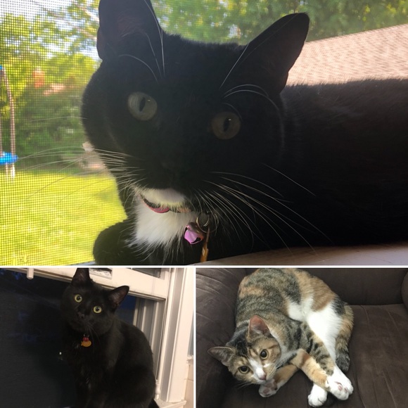 I HAVE CATS DISCLAIMER! - Picture 3 of 8